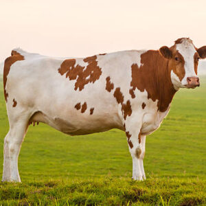 Cow